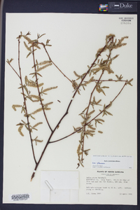 Salix caroliniana image