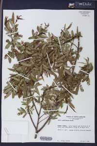 Salix caroliniana image