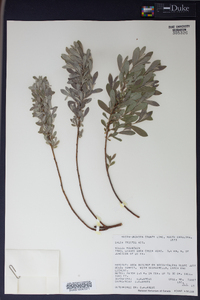 Salix tristis image