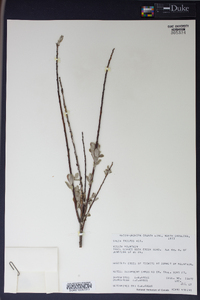 Salix tristis image