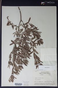 Salix tristis image