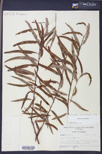 Salix caroliniana image