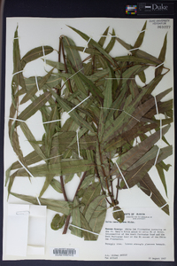 Salix caroliniana image