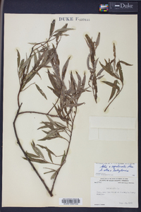 Salix x sepulcralis image
