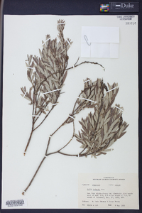 Salix tristis image