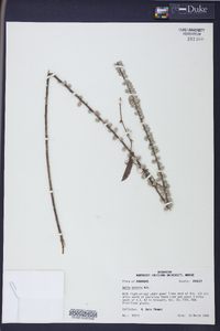 Salix tristis image