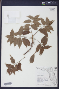 Bursera simaruba image