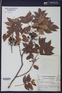 Bursera simaruba image