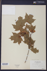 Acer leucoderme image