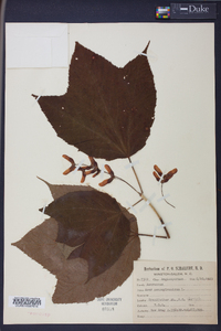 Acer pensylvanicum image