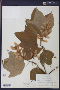 Acer pensylvanicum image