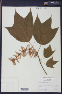 Acer pensylvanicum image