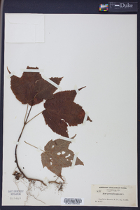 Acer pensylvanicum image