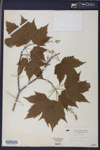 Acer spicatum image