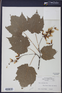 Acer spicatum image