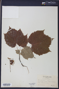 Acer spicatum image