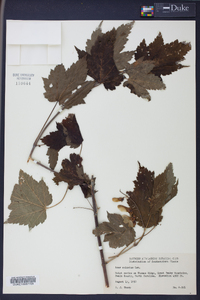 Acer spicatum image