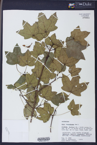 Acer leucoderme image