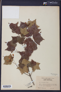 Acer leucoderme image