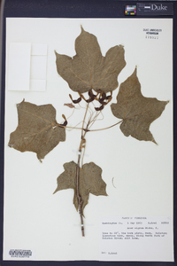 Acer nigrum image