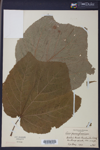 Acer pensylvanicum image