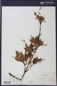 Acer pensylvanicum image