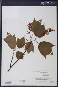 Acer pensylvanicum image