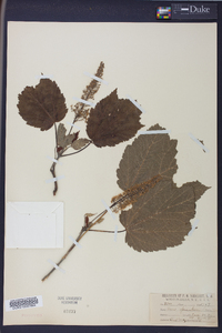 Acer spicatum image