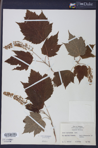 Acer spicatum image