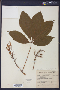 Aesculus flava image