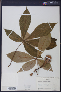 Aesculus flava image