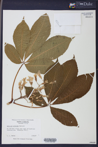 Aesculus flava image