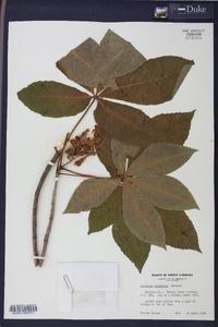 Aesculus sylvatica image