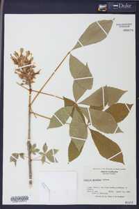 Aesculus sylvatica image