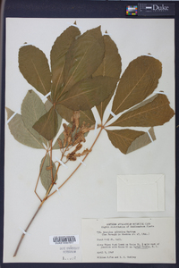 Aesculus sylvatica image