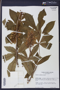 Aesculus sylvatica image