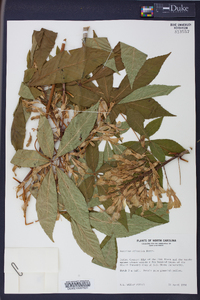 Aesculus sylvatica image