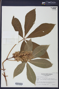 Aesculus sylvatica image