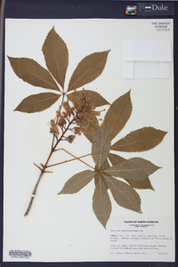 Aesculus sylvatica image