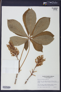 Aesculus sylvatica image