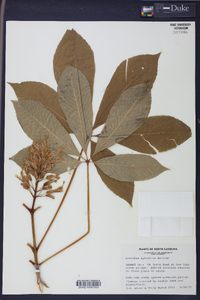 Aesculus sylvatica image