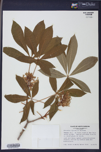 Aesculus sylvatica image