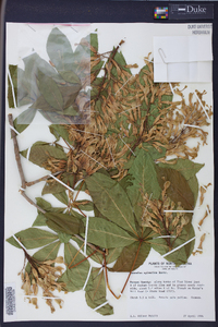 Aesculus sylvatica image