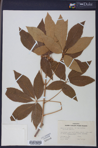 Aesculus sylvatica image