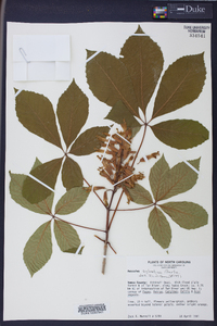 Aesculus sylvatica image