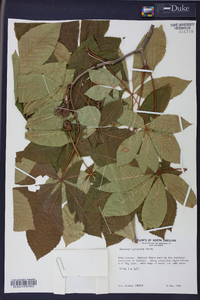Aesculus sylvatica image