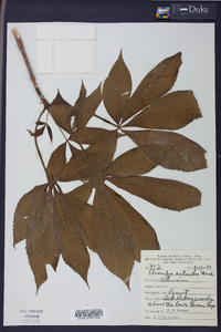 Aesculus flava image