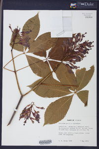 Aesculus sylvatica image