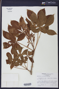 Aesculus sylvatica image