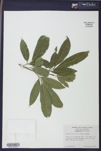 Exothea paniculata image